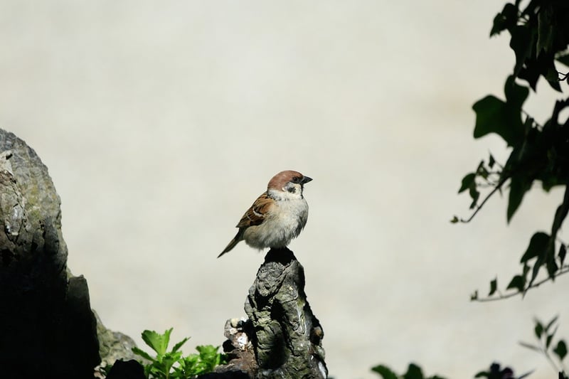 Bird Watching
